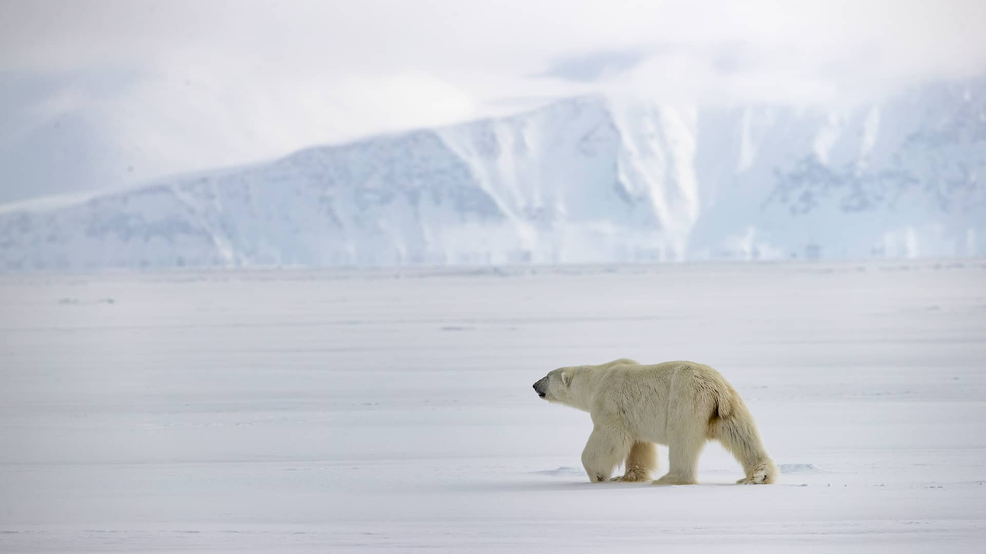 northwest-passage-polar-bear-nunavut-canada.jpg