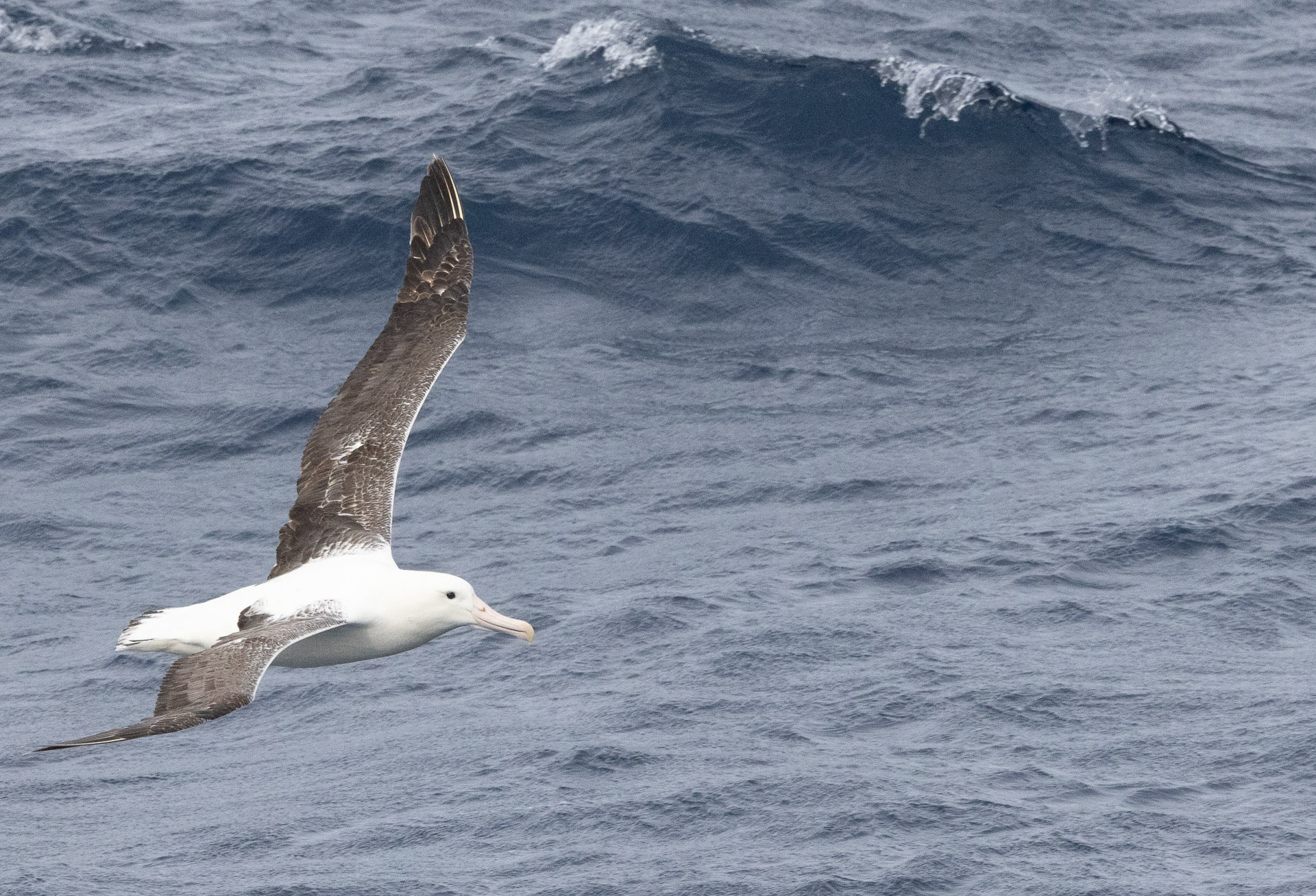 Wandering albatross, South Georgia Aurora Expeditions 2022 Antarctica Complete ©Jocelyn Pride-146