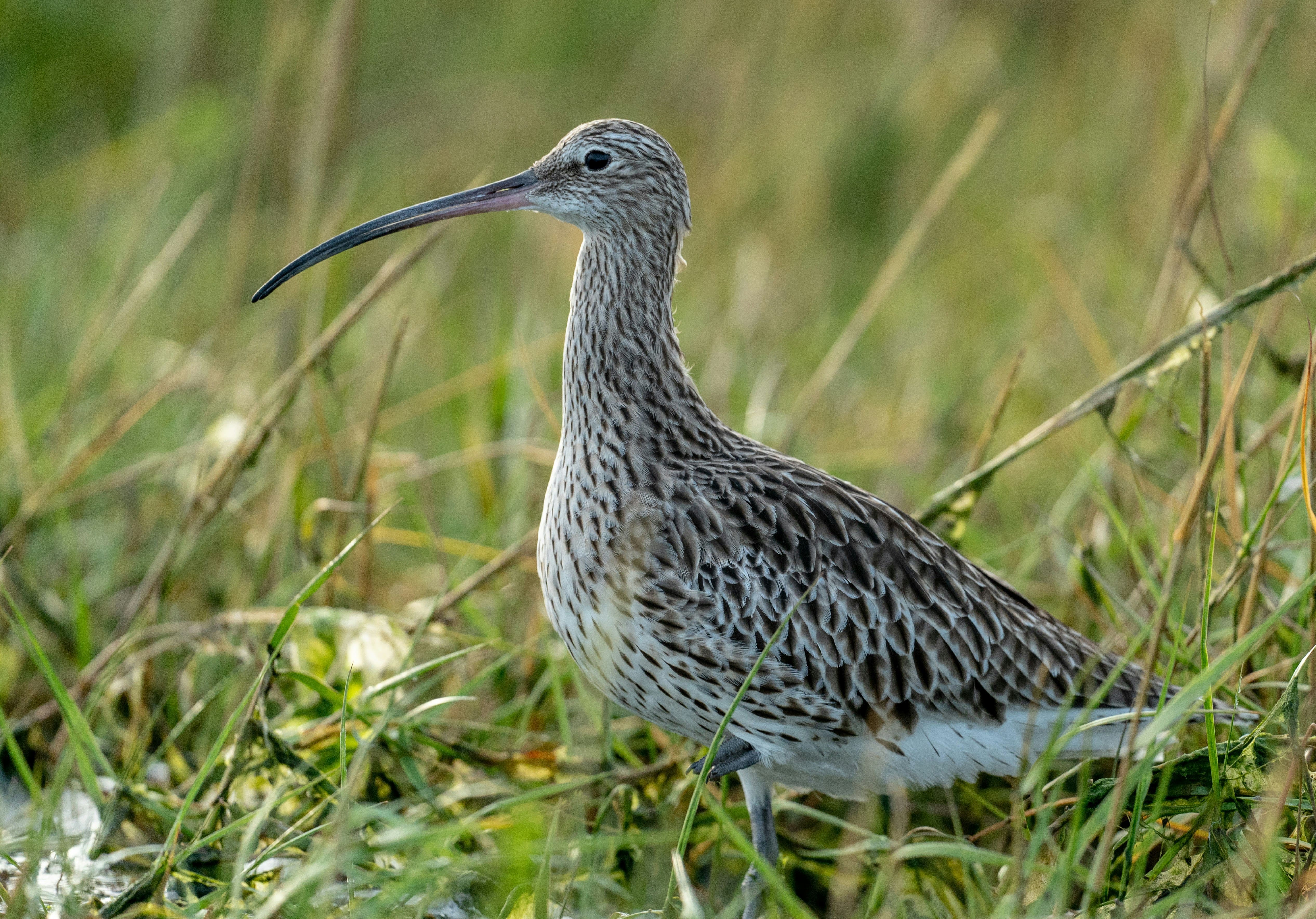 Curlew, bob brewer, unsplash