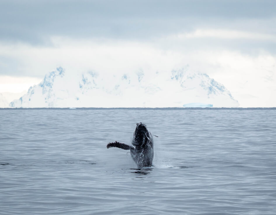 Whales
