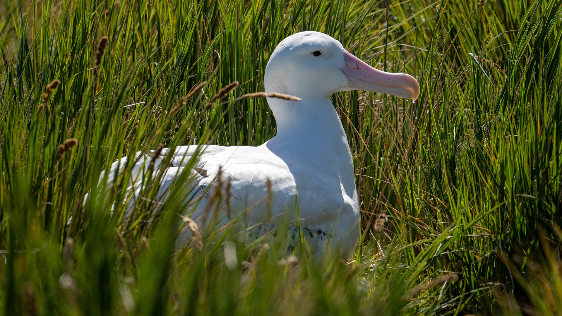 Wandering Albatross, South Georgia, Jamie Lafferty