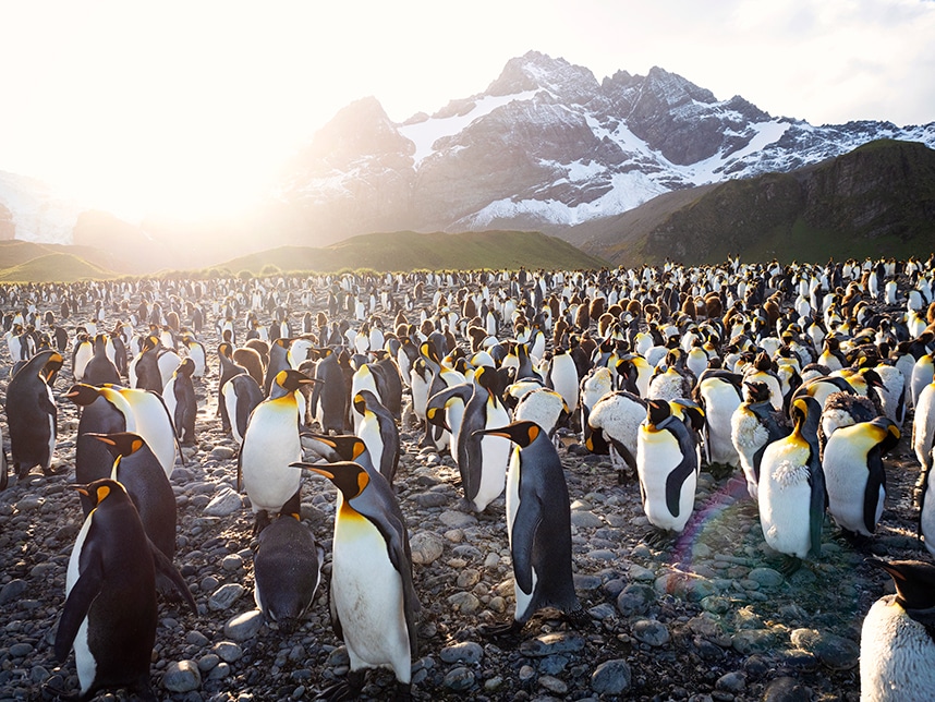 King penguins in South Georgia