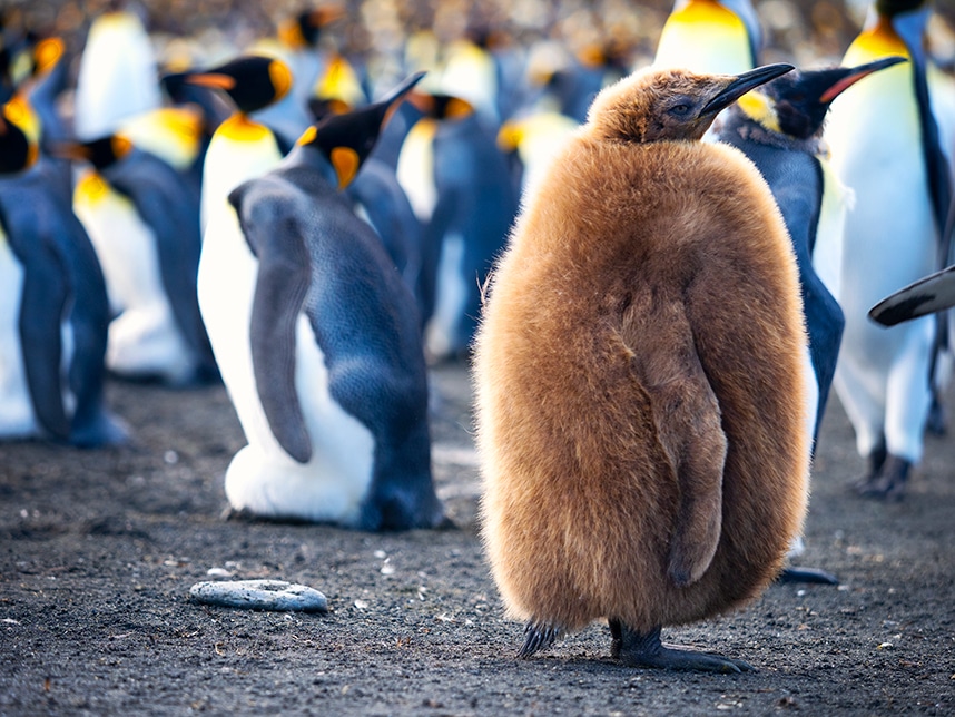 King penguin chick