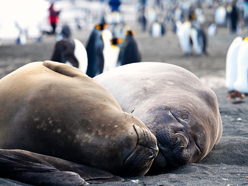 Elephant seals