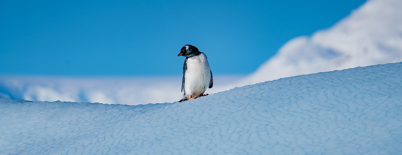 A gentoo penguin on the snow of the Antarctic Peninsula