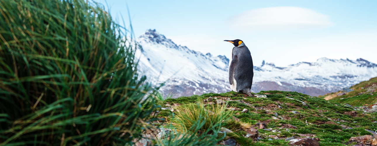 A penguin among tussock grass on South Georgia