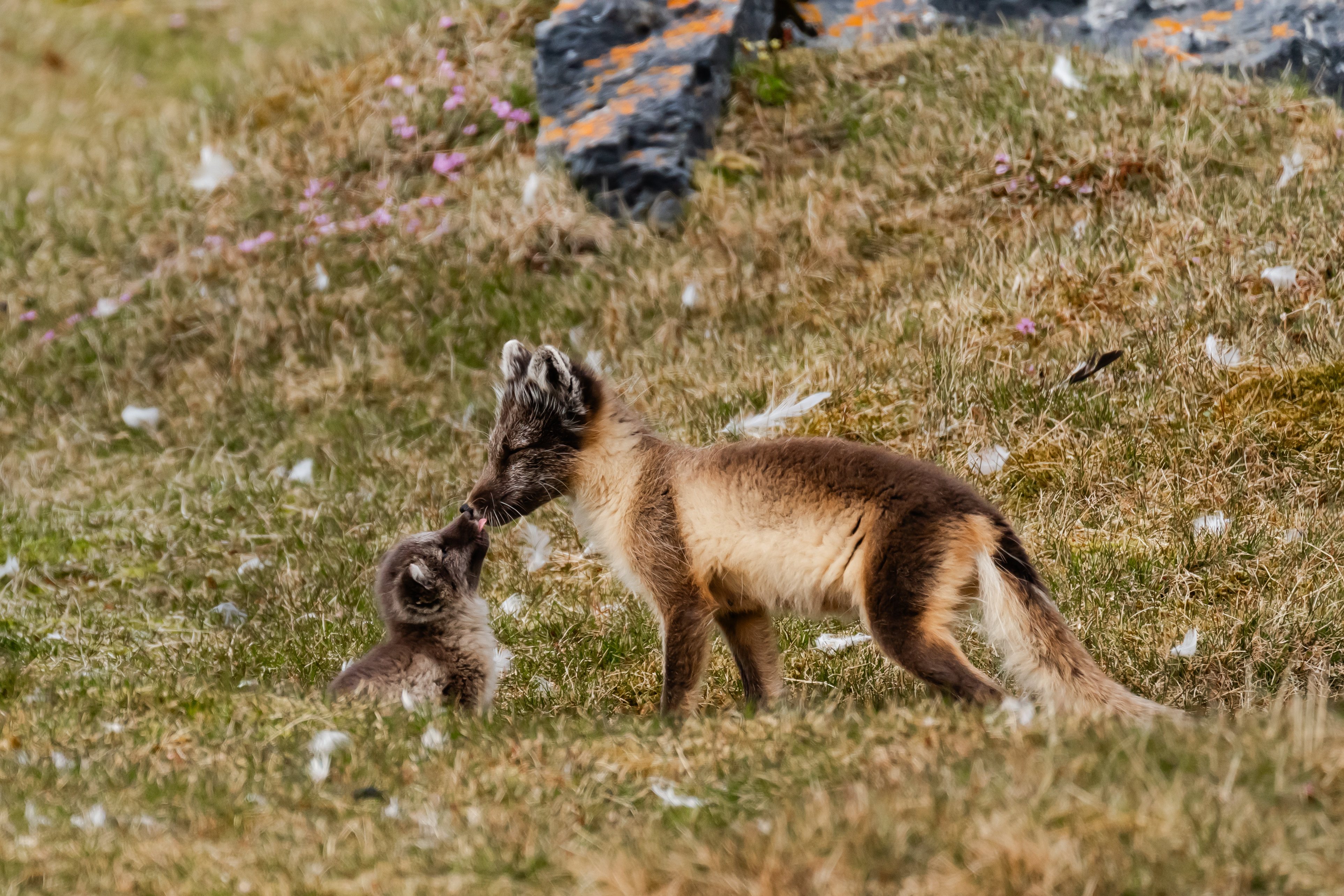 Arctic fox touching noses with fox kit, Gnalodden, Svalbard, Lina Stock @DivergentTravelers
