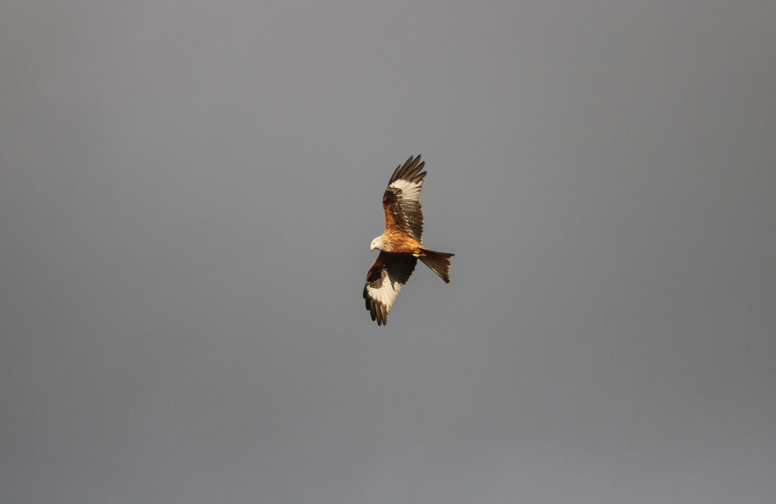 redkite-unsplash-1536x998