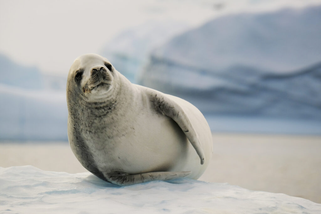 Crabeater Seal at Horseshoe Bay