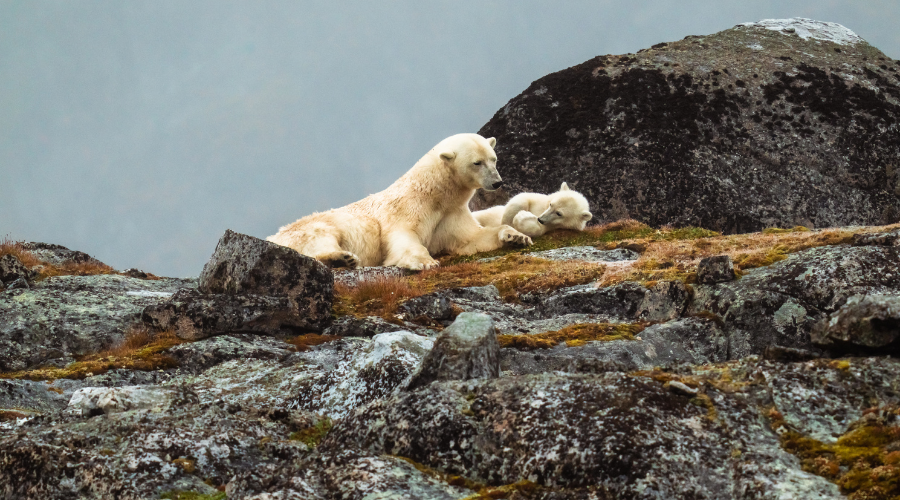 Polar-bear-cub-Svalbard-Alexandra-Fayan.png