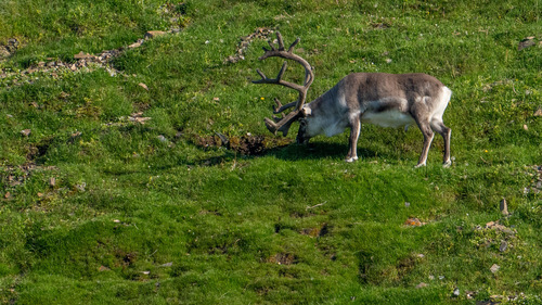 Reindeer, Svalbard, Jamie Lafferty