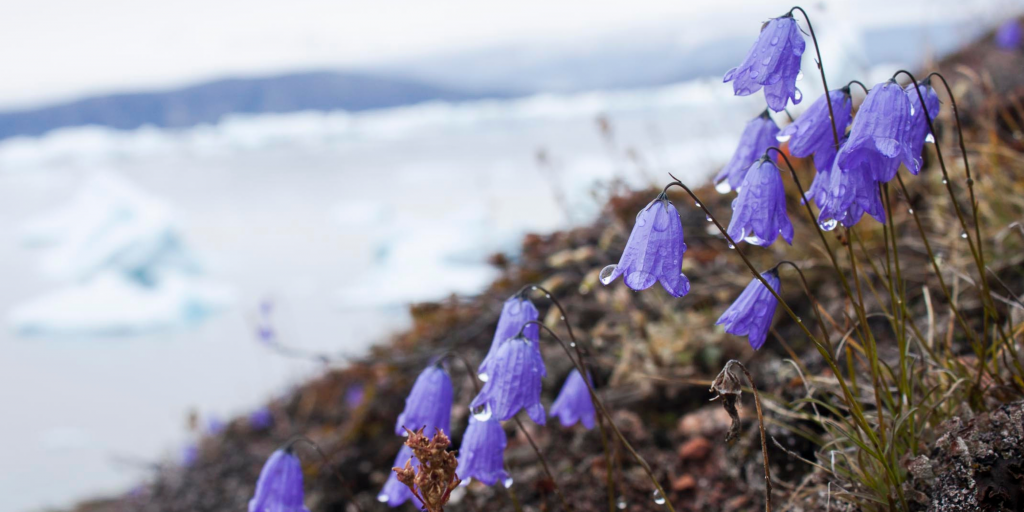 Arctic Harebell, Greenland; Bettina Ovgaard scaled