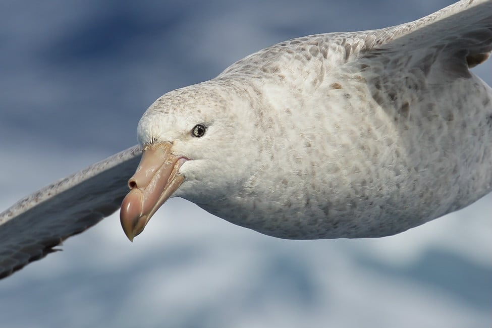 Giant Petrel South Atlantic Ocean