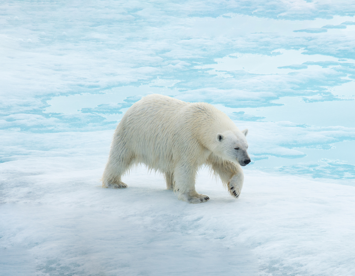 Spitsbergen: Realm Of Ice & Wildlife | Norway Cruise - Aurora Expeditions