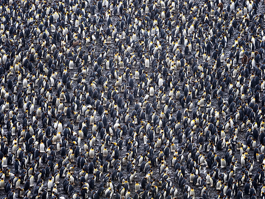 King penguins