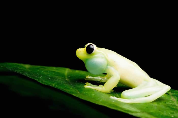 The newly-discovered treefrog species at Mashpi Lodge, Mashpi Torrenteer (Hyloscirtus mashpi).