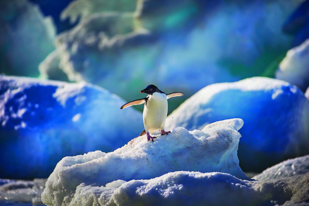 An Adélie penguin surfing on the ice