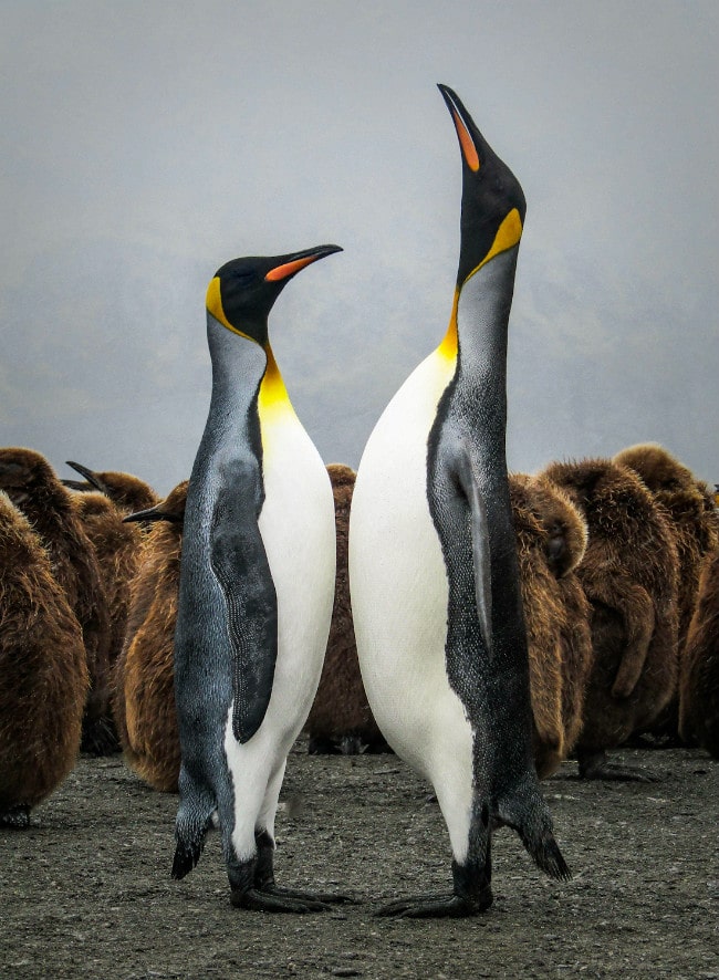 Courting king penguins