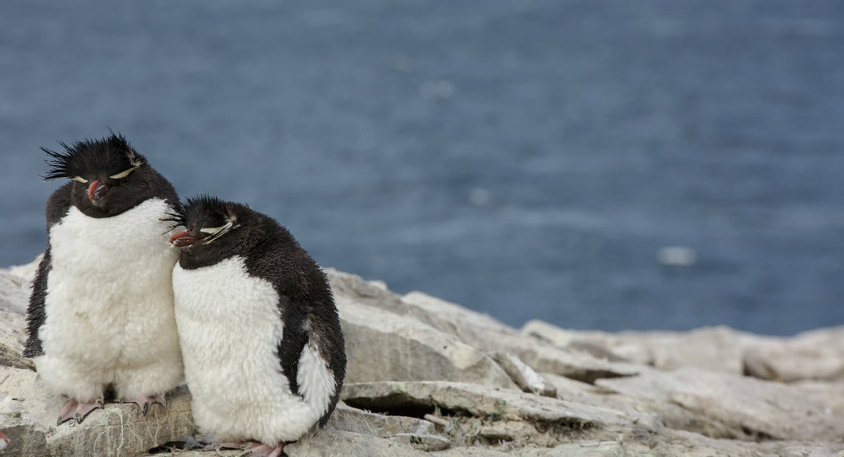 Rockhopper penguins, Falkland Islands