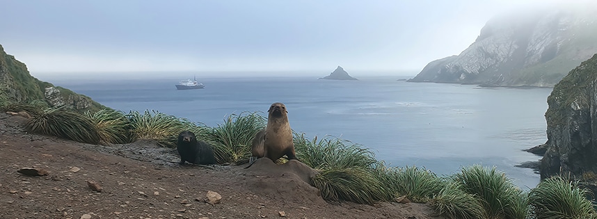 Fur seal standing guard