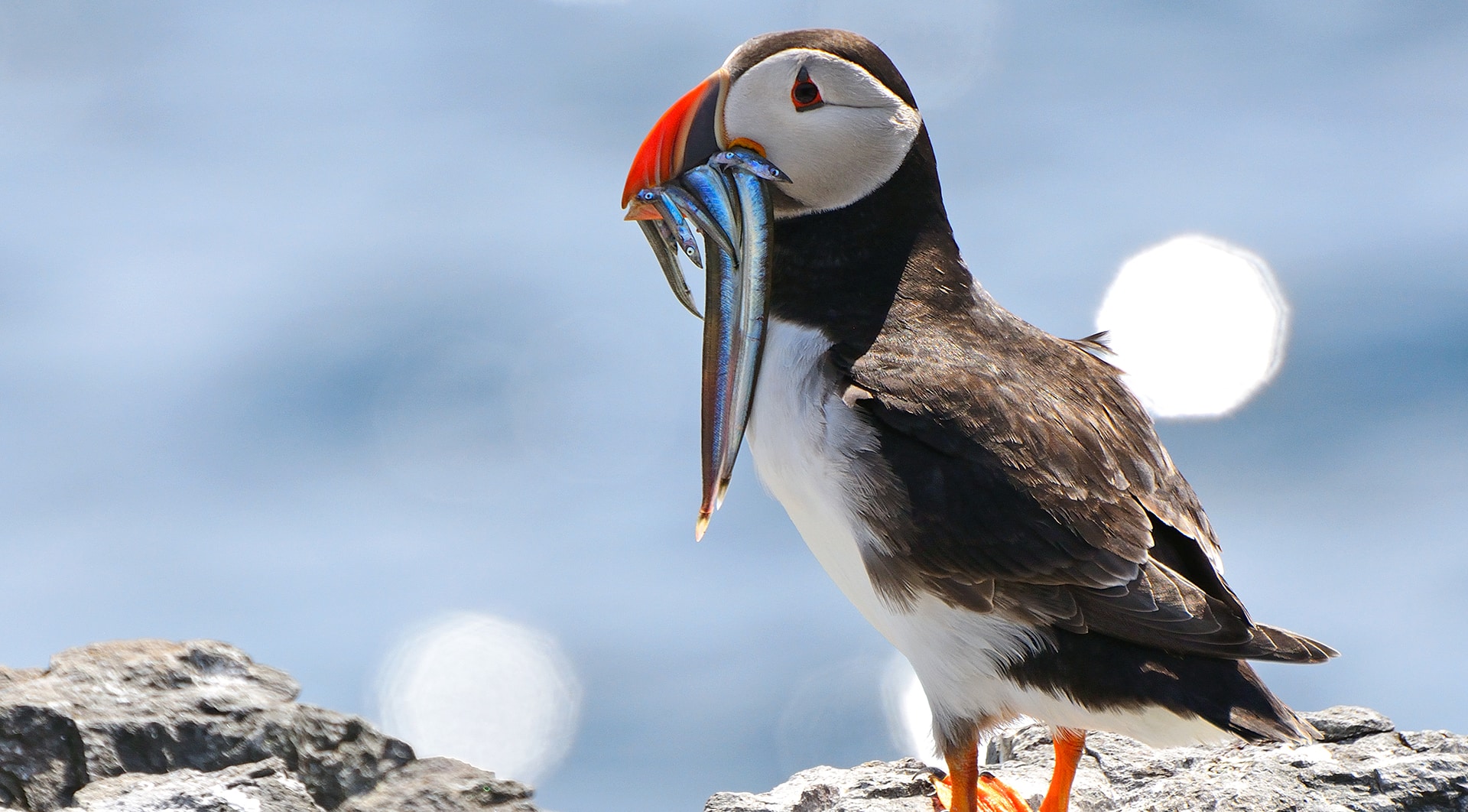 Atlantic puffin