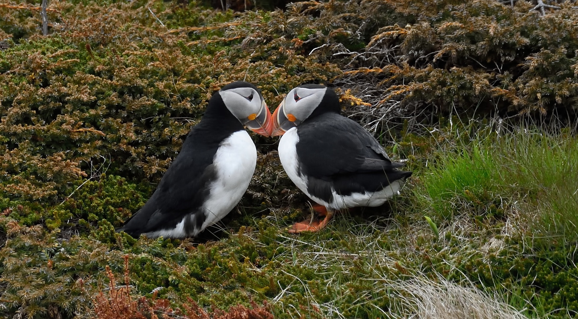 Puffins