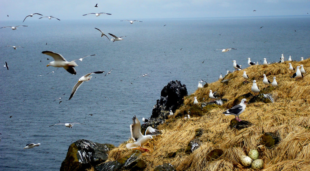 Birds on Top of the Rocks of Telan Island, Sea of Okhotsk