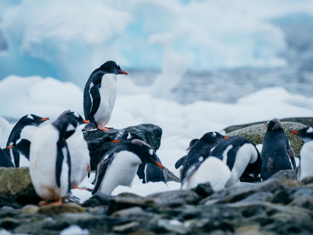 Gentoo Penguins, Danco Island, Antarctica; Matt Horspool