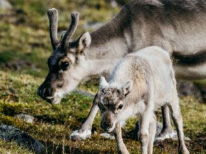 Reindeer Grazing, Svalbard, Norway, Matt Horspool