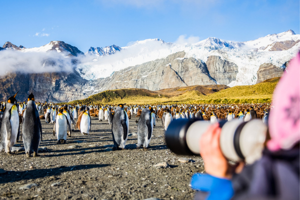 Passenger taking photos of king penguin colony in South Georgia