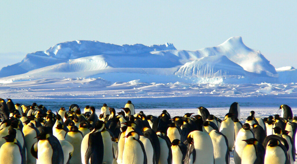In Search for the Emperor Penguin