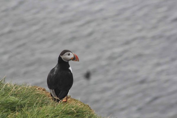 Puffin Facts & Information Guide - Aurora Expeditions™